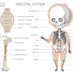 Ilustracja przedstawia szkielet człowieka z nazwami części ciała po angielsku, np. skull, femur, tibia.